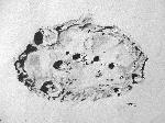 Luna, cratere Clavius